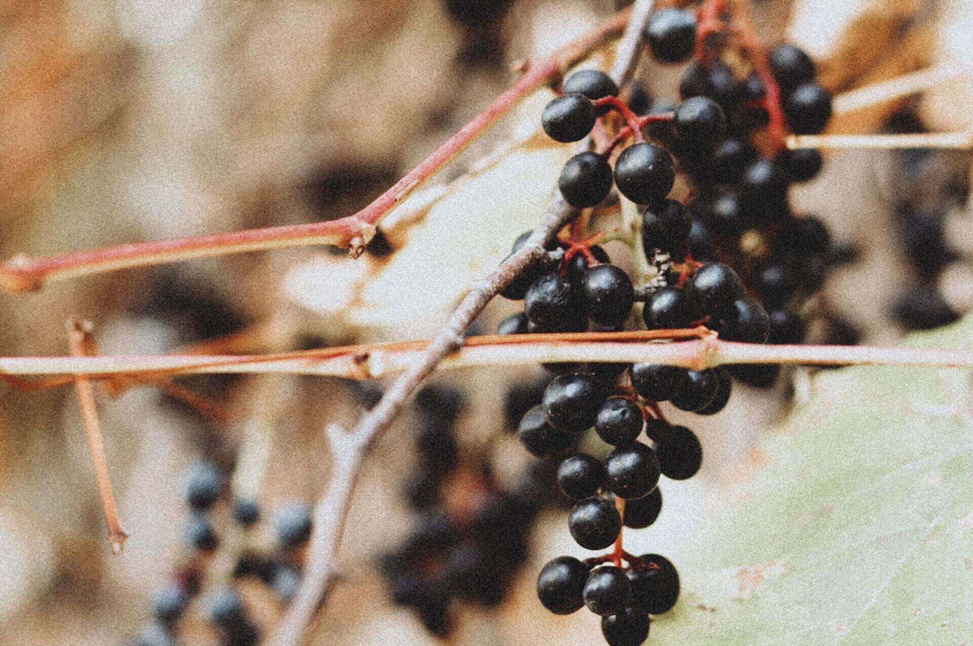 beneficios del sauco como medicamento herbolario en la medicina naturista como plantas medicinales