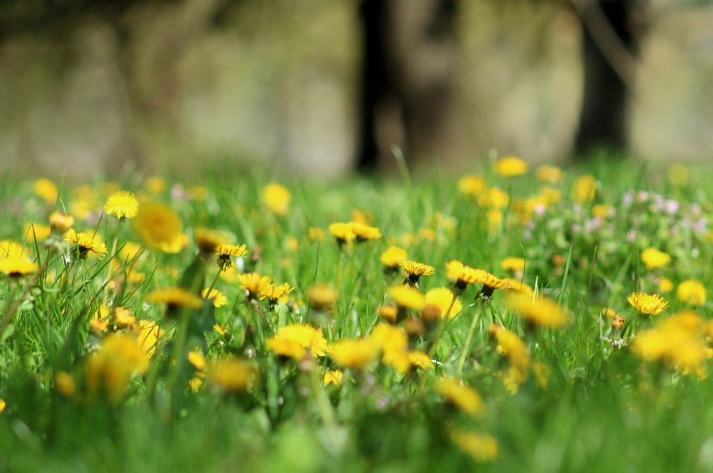 Plantas naturales que te ayudan a desintoxicar el organismo