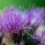 Plantas naturales que te ayudan a desintoxicar el organismo