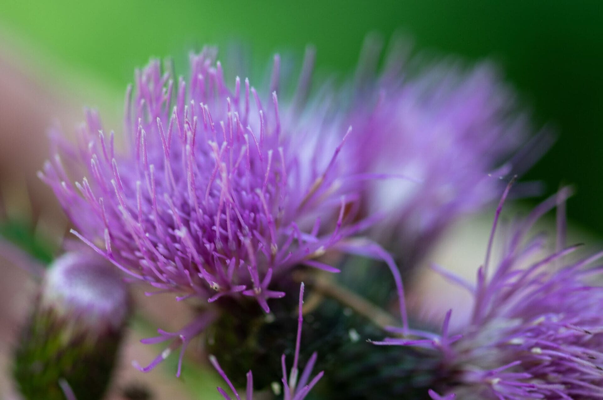 Plantas naturales que te ayudan a desintoxicar el organismo