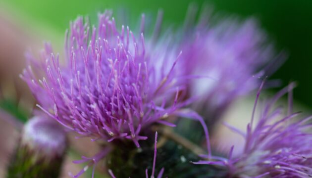 Plantas naturales que te ayudan a desintoxicar el organismo