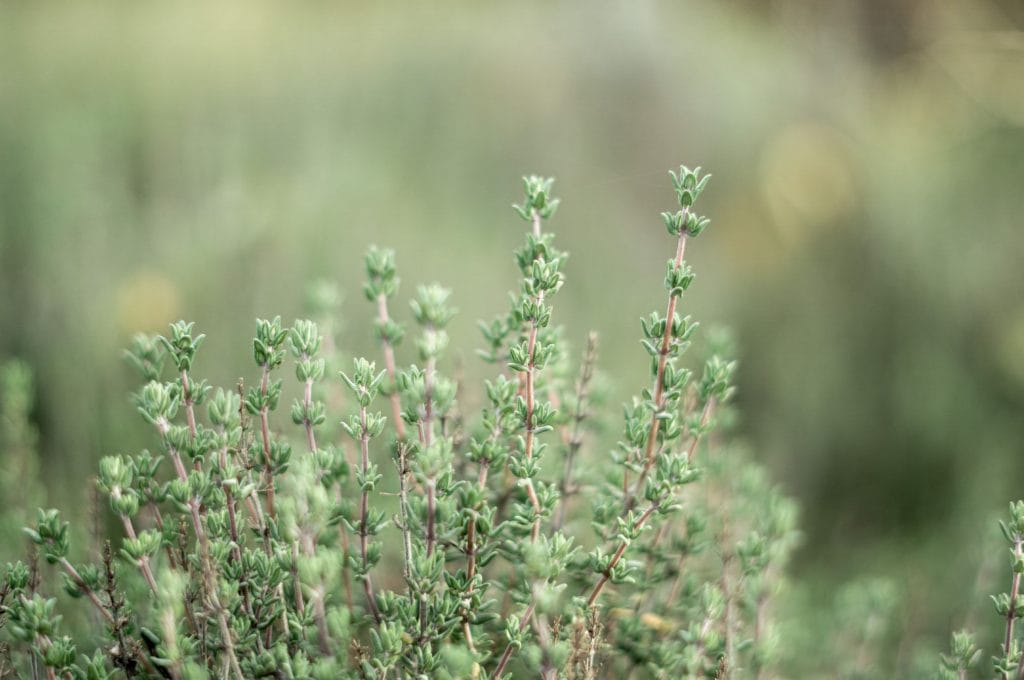 Plantas para fortalecer el sistema inmunológico y las plantas medicinales