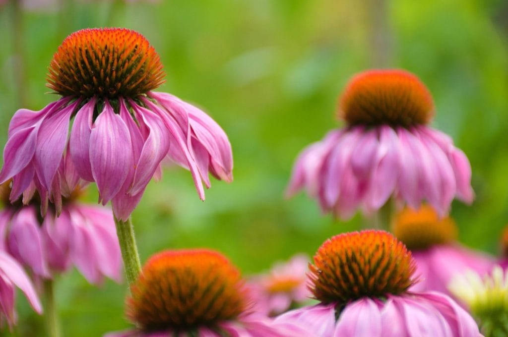 Plantas para fortalecer el sistema inmunológico y las plantas medicinales