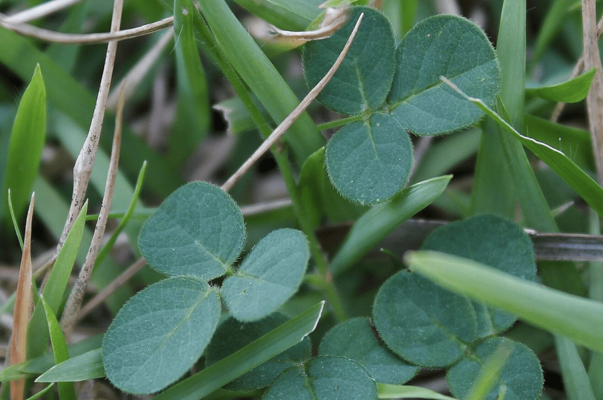 Desmodium para proteger tu hígado con planta medicinal