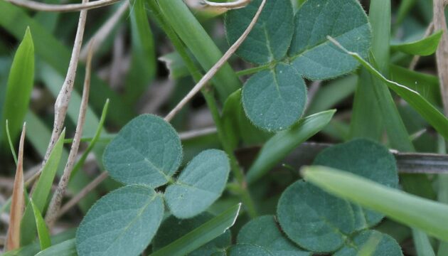 Desmodium para proteger tu hígado con planta medicinal