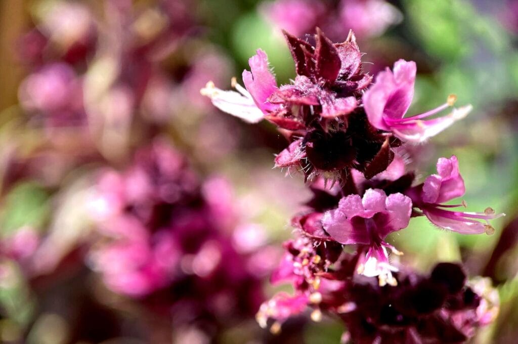 Plantas medicinales para la cistitis 