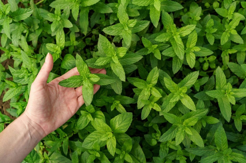 Productos naturales para la digestión lenta 