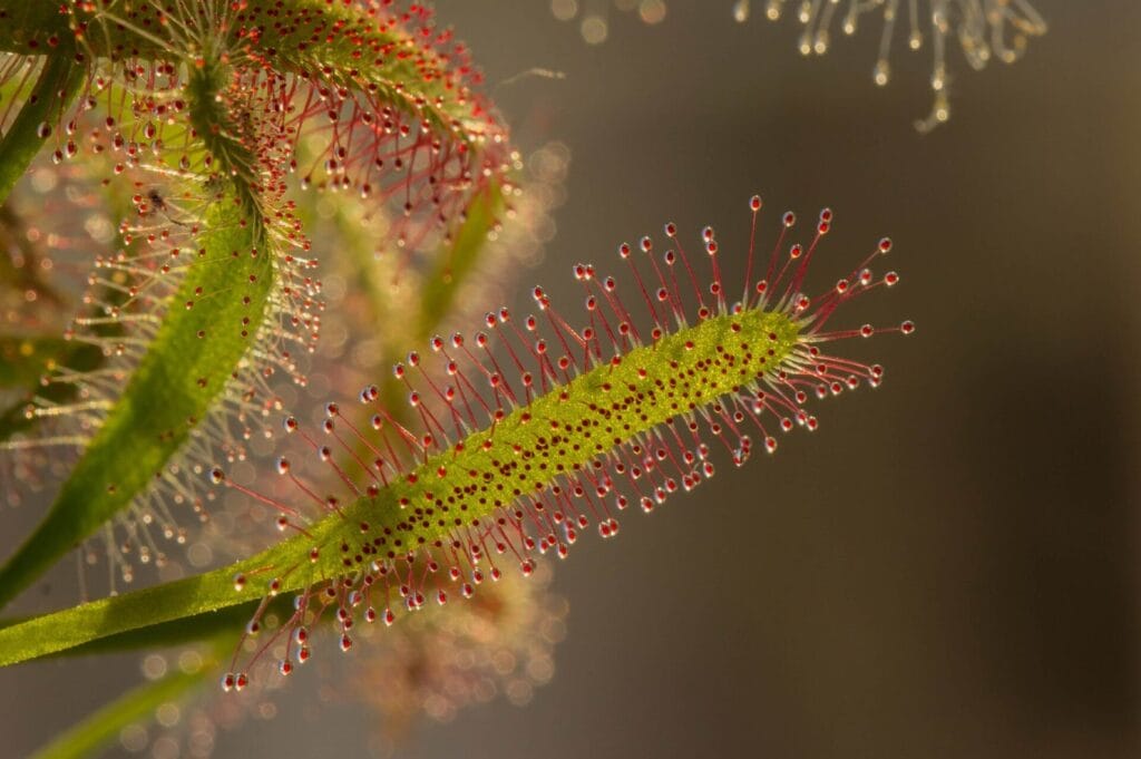 Alivio natural para la tos seca con drosera 