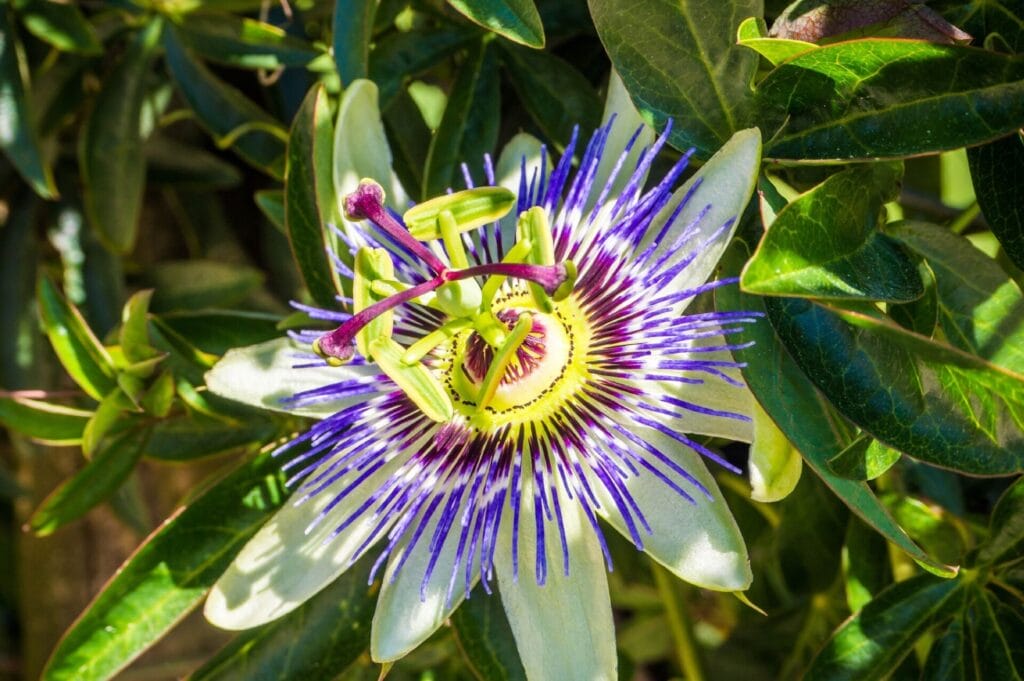 Tratamiento natural para el insomnio con plantas medicinales