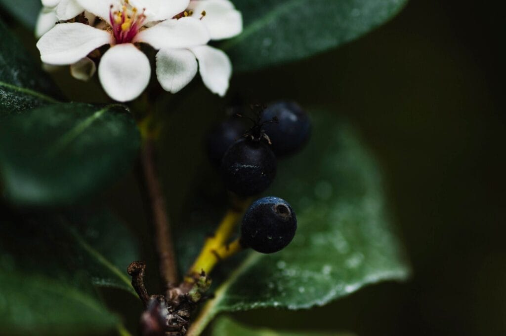 Propiedades terapéuticas del grosellero negro planta medicinal