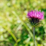 Plantas Naturales para Desintoxicar el Organismo: Beneficios y Propiedades