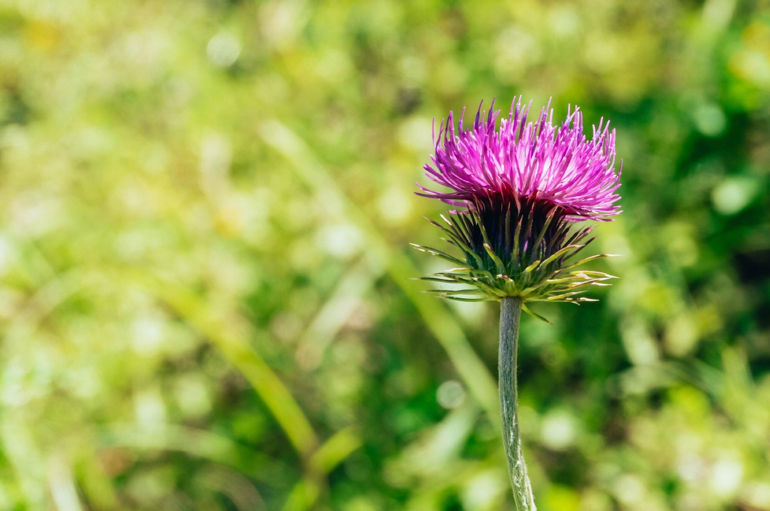 Plantas Naturales para Desintoxicar el Organismo: Beneficios y Propiedades