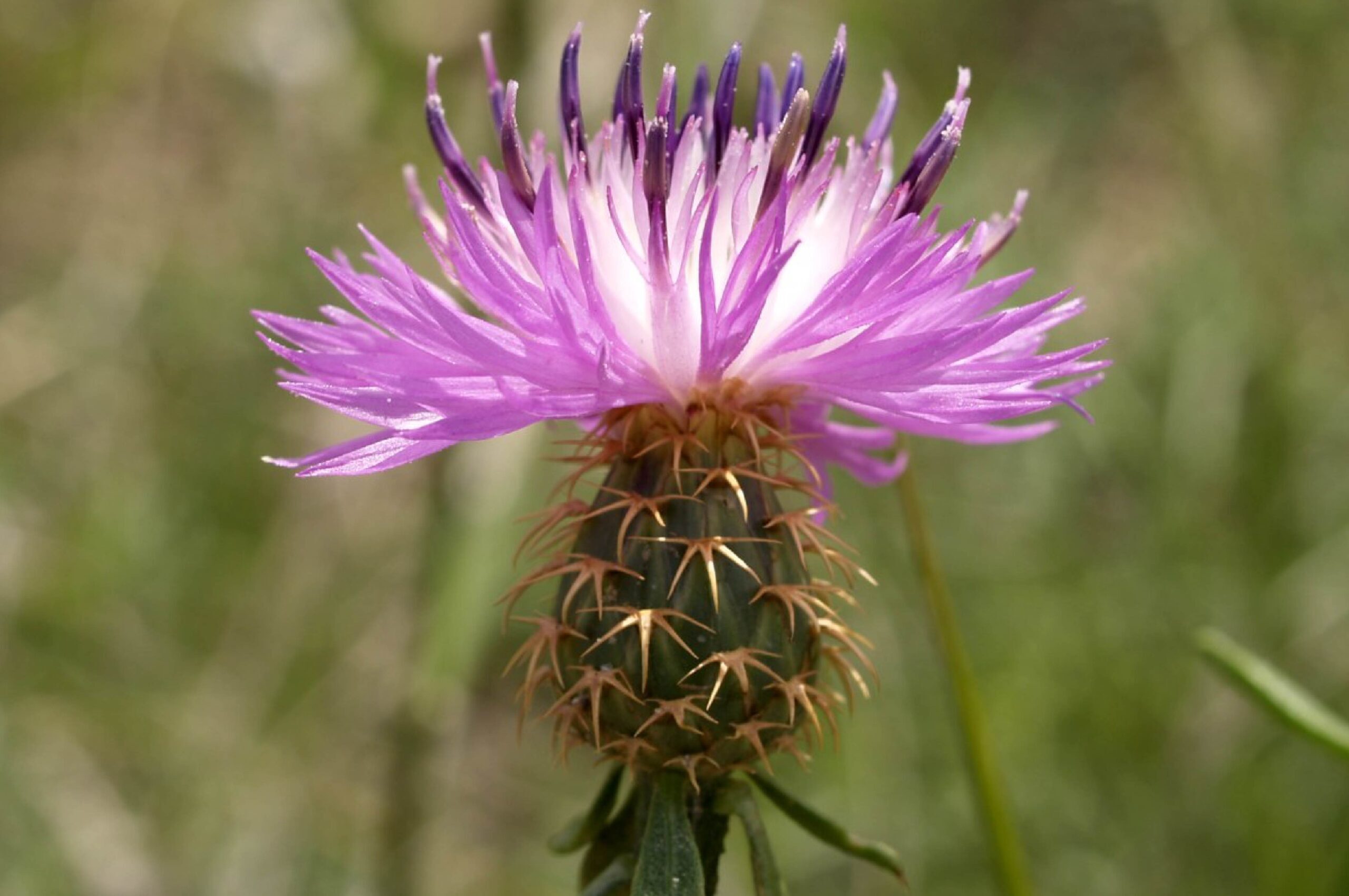 La Travalera (Centaurea aspera): Un Aliado Natural para Combatir la Diabetes