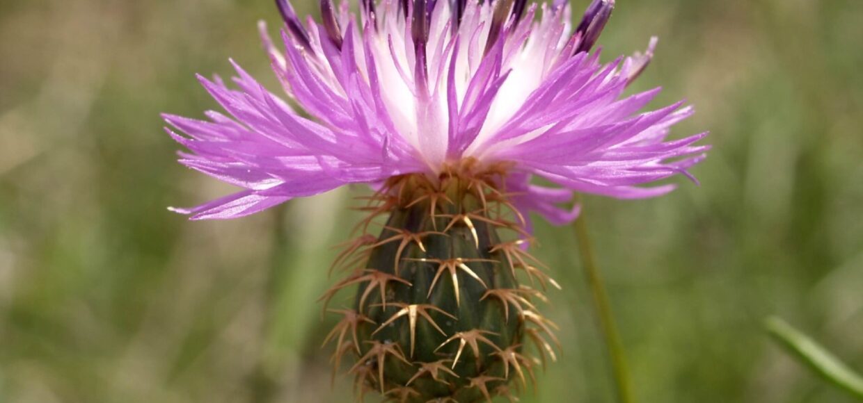 Soria Natural - Medicina natural - Medicamentos Herbolarios
