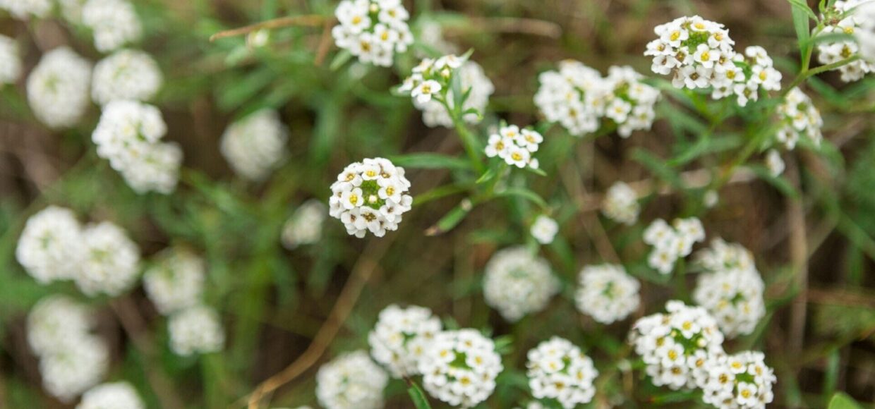Soria Natural - Medicina natural - Medicamentos Herbolarios