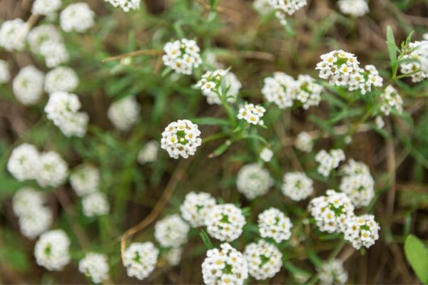 Soria Natural - Medicina natural - Medicamentos Herbolarios